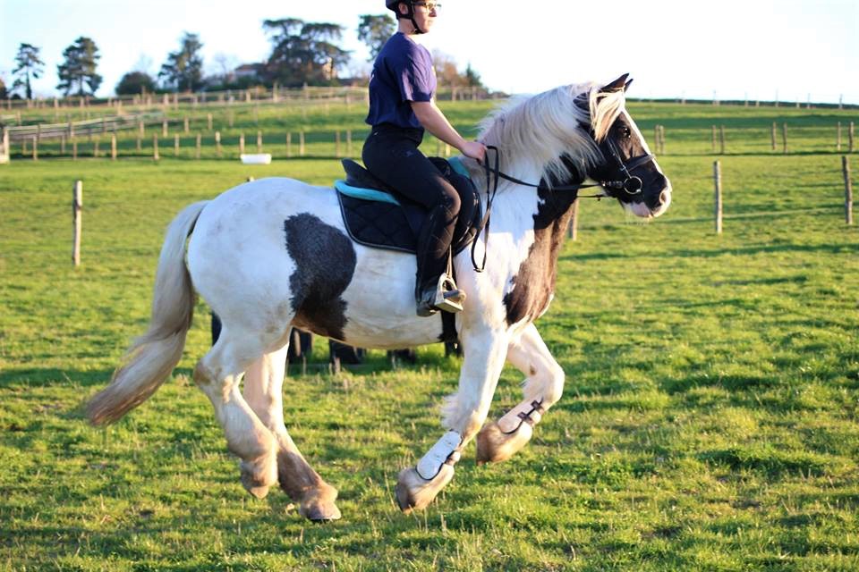 joli cheval au galop dans un champ situé aux portes de Toulouse